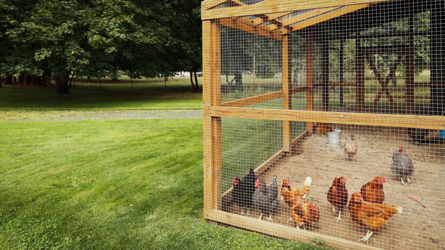 Lumber for Chicken Coop: Choosing the Best Wood for Your Backyard Flock