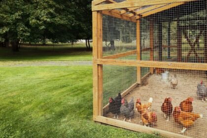 Lumber for Chicken Coop: Choosing the Best Wood for Your Backyard Flock