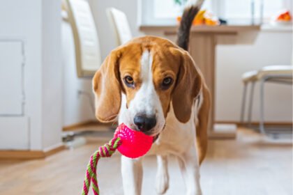 Finnish Online Pet Store: Your Guide to Smart Shopping for Pets