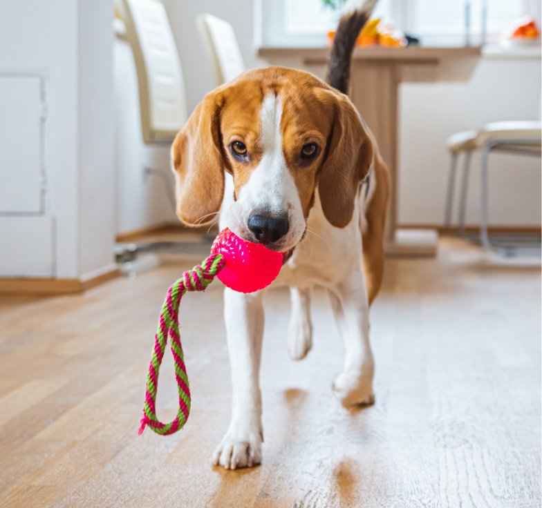 Finnish Online Pet Store: Your Guide to Smart Shopping for Pets